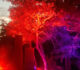 Tree_light (2)