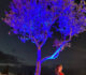 Tree_light (3)